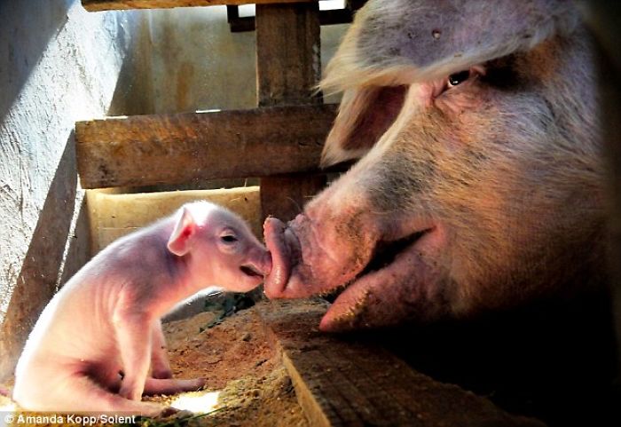 Mother Pig Supports Her Baby That Is Unable To Walk
