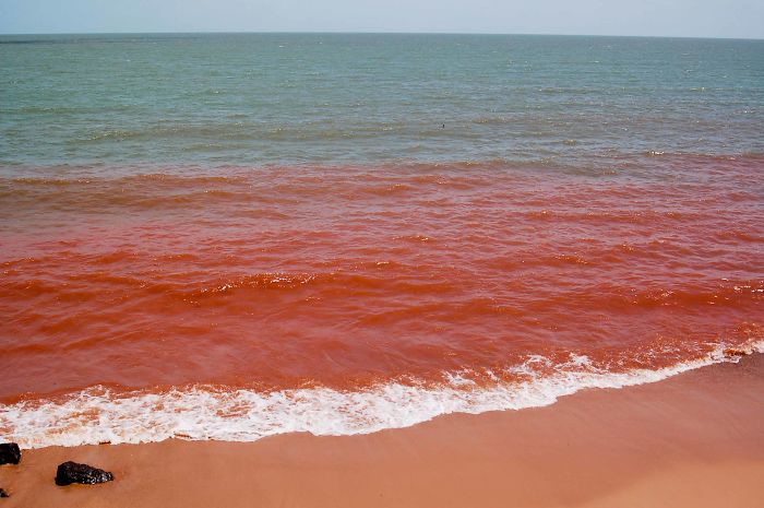Red Sea In Marajo Brazil