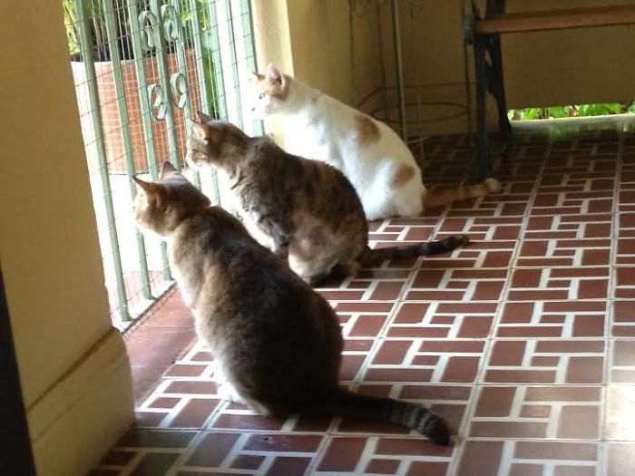 Kitty Trio Waitin For Mommy!