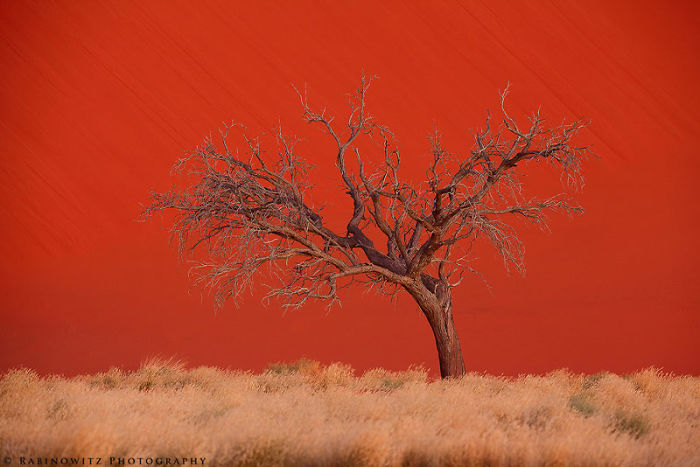 Lone Tree In The Desert.