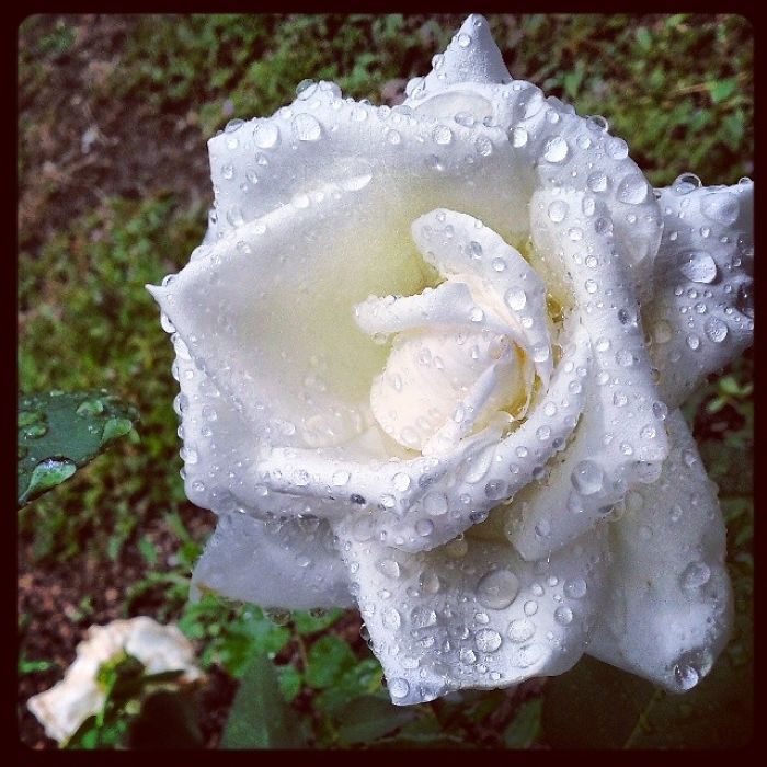 Homegrown White Rose