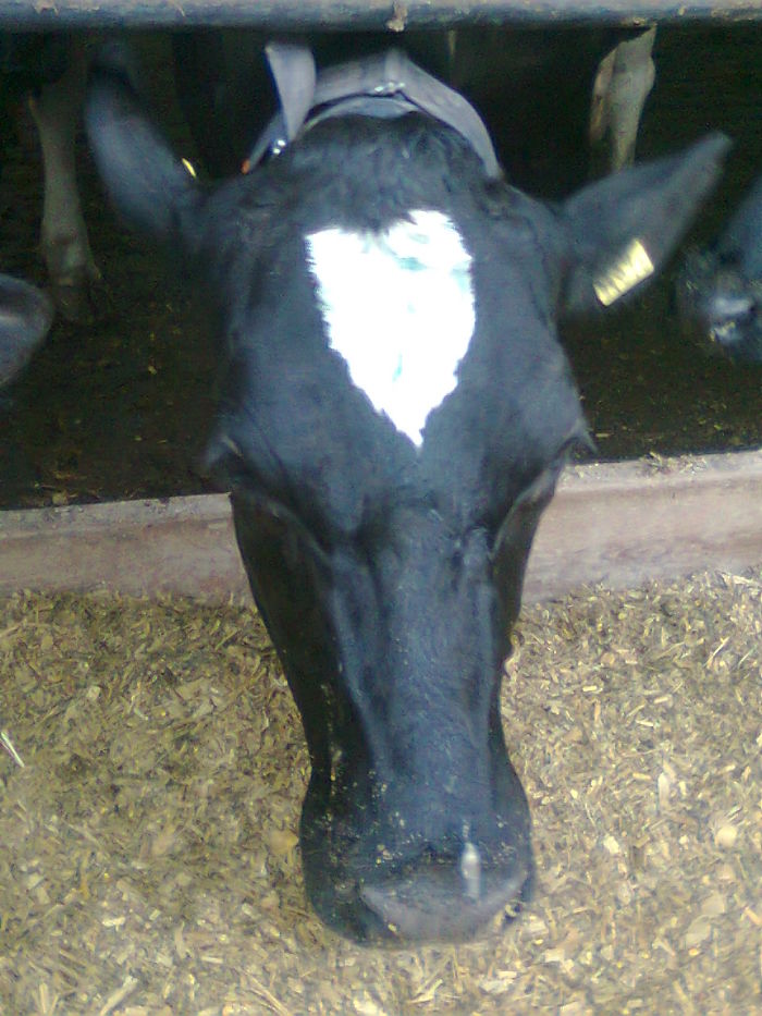 Heart Cow