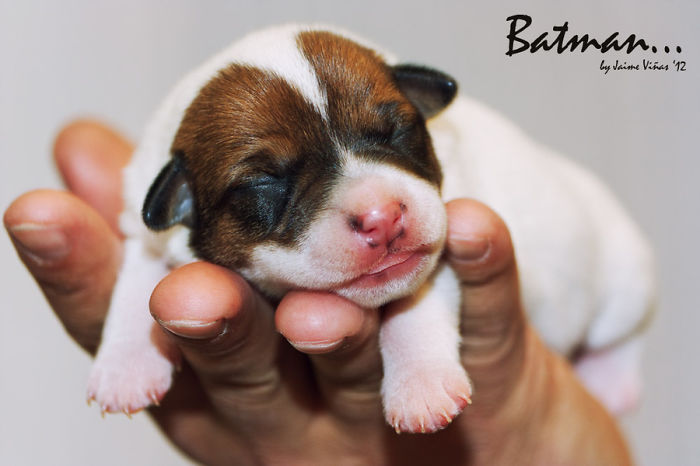 Baby Puppy Just Born