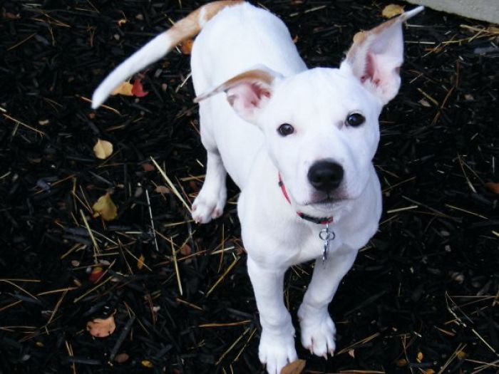 Pitbull + Lab = Beautiful Loving Dog (rescued From A Cardboard Box)
