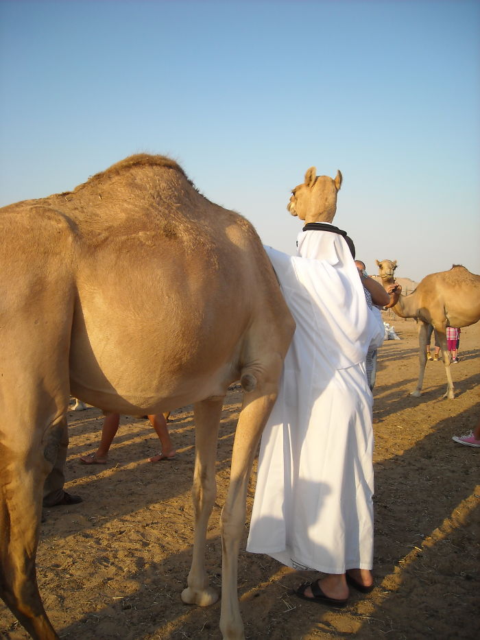 Camel In A Djellaba....