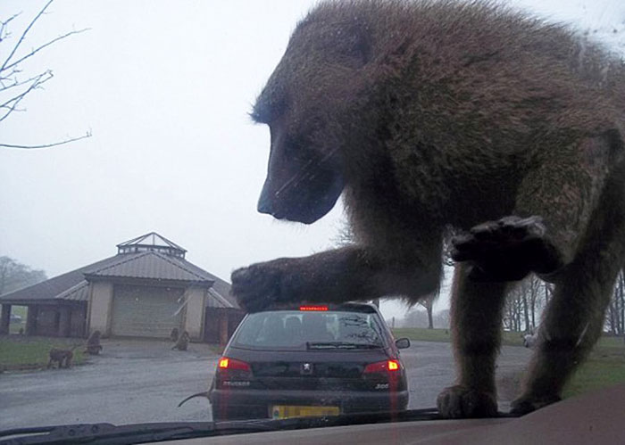 This Monkey Is About To Smash The Car