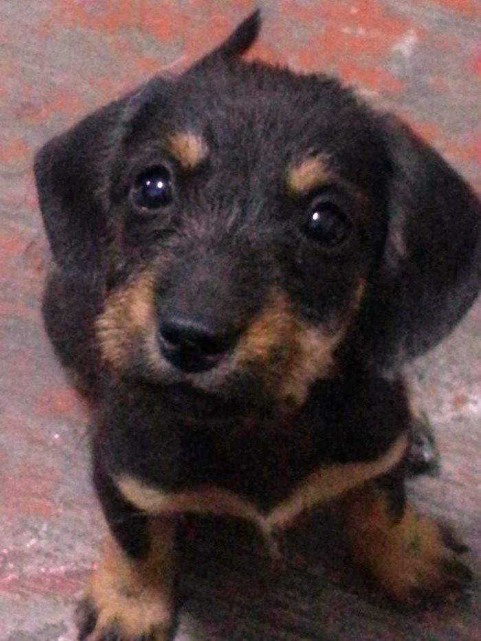 Meet Portia - A Dachshund + Shih Tzu Pup.