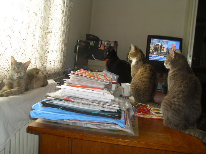 4 Bored Cats. No Tv!!!!!!!!!!