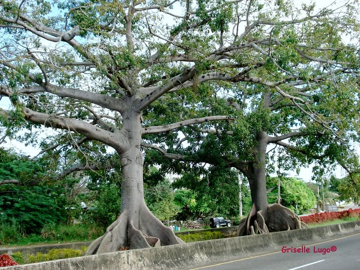 Ceiba Trees Said To Be 300 Years Old. Quebradillas, Puerto Rico