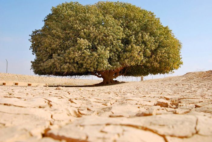 The Almost-1400-years Old (only) Tree In Middle Of An Inhospitable Desert In Jordan