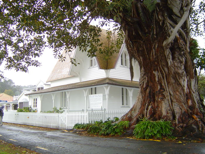 Morton Bay Fig, Russell, New Zealand.