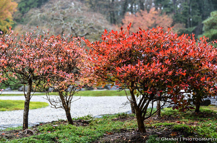 Japanese Gardens- Portland, Or
