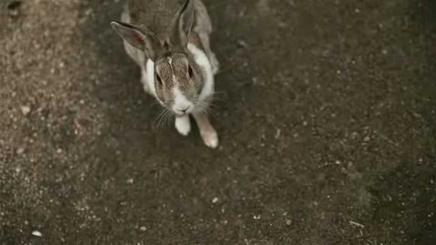 My Friend And I Documented An Island Full Of Bunnies And Poison Gas Factory Relics