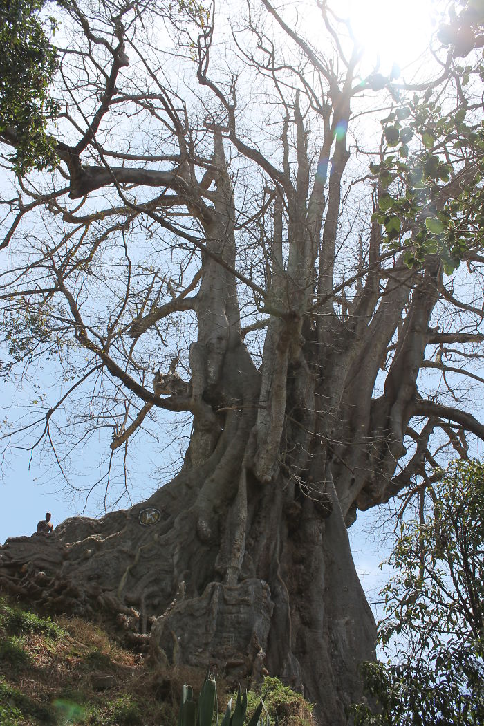 Giant Kapok Tree, Santiago, Cape Verde