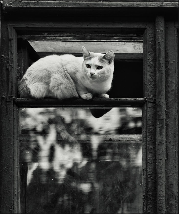 Window Cat