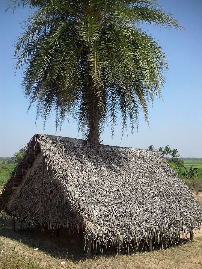 A Hut With Living Post, Mammundur, Tamilnadu, India.