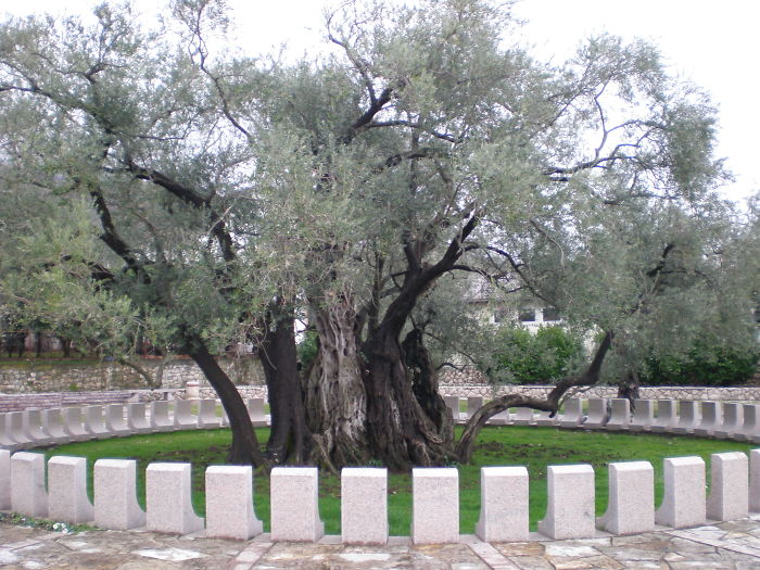 An Old Olive Tree In Bar, Montenegro, More Than 2000 Years Old