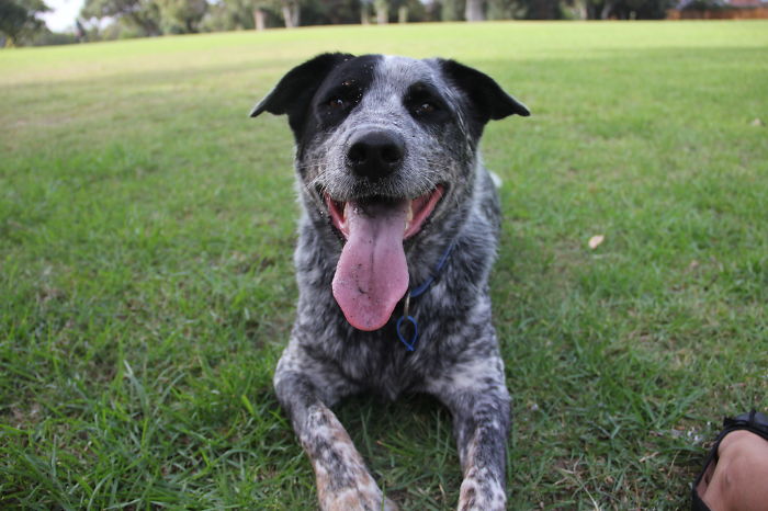 Blue - Blue Heeler (australian Cattle Dog) And Golden Retreiver [rescued As A Pup]