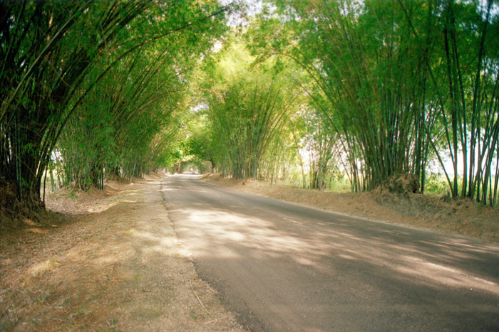 Bamboo Avenue Jamaica