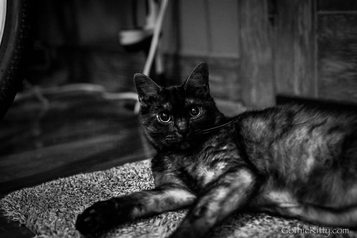 Gothic Kitty Phoebe 'stop Taking My Photo' - Enigma Arts Nola
