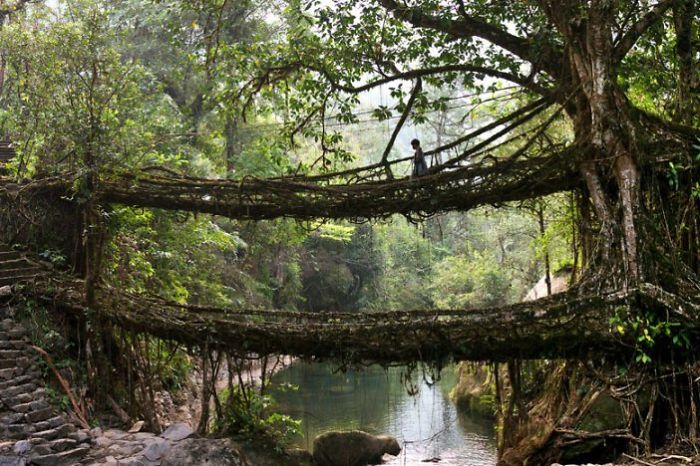 A Tree Which Bridges Gap