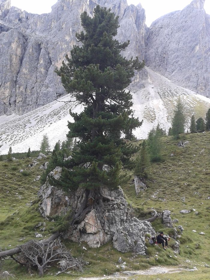 Zirbelkiefer (pinus Cembra), Dolomites, South Tyrol, Italy