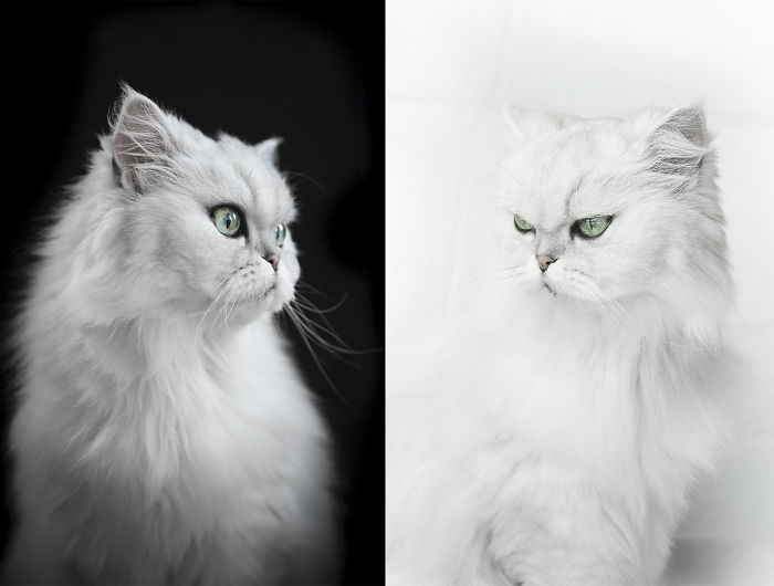 Twins, By Alicia Rius Of Frame Your Pet