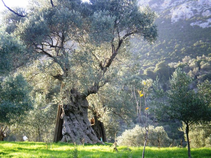 Greece Olive Tree In Lesvos-mytilini Island