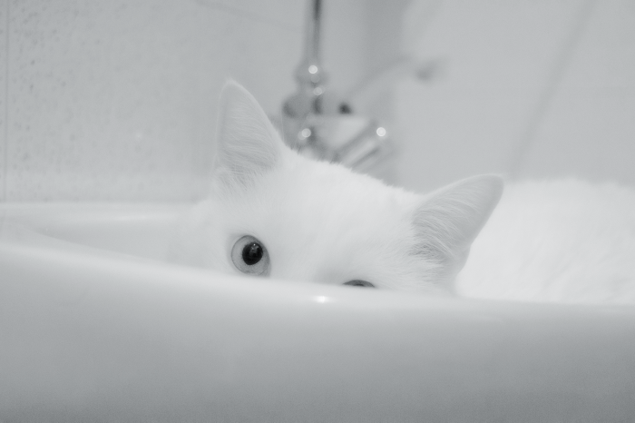 May Cat In Washbasin