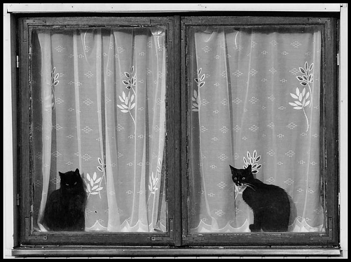 Cat Window Cat