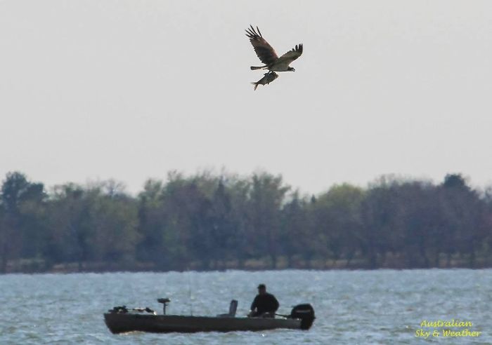 An Osprey, With The Fish He Caught, Flies Over An Unsuccessful Fisherman... Photo: Jane Oneill