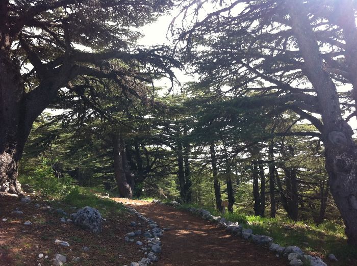 The Cedars Of Lebanon Known As The God Cedars