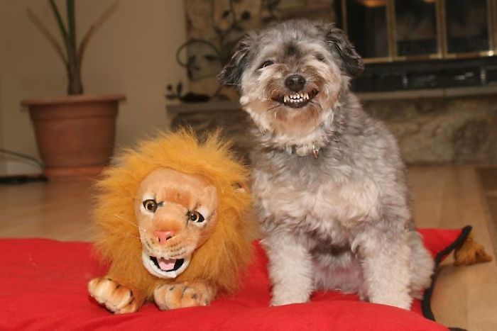 Cocoa And The Lion