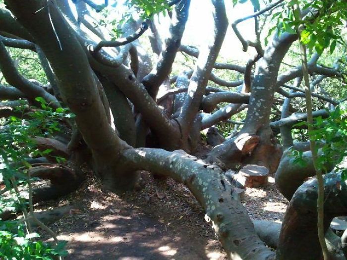 Centuries Old Tree In Stellenbosch Botanical Garden, South Africa
