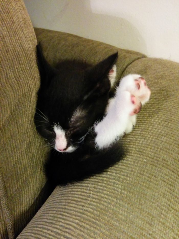 Kitten Sucked In By Sofa Pillow