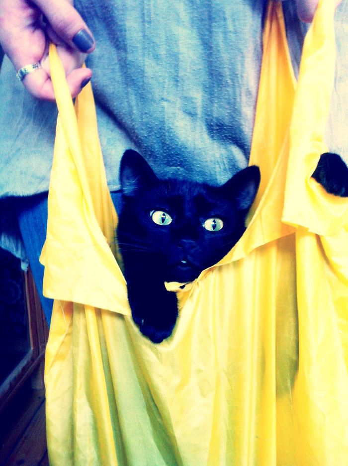 Cat In The Bag :)