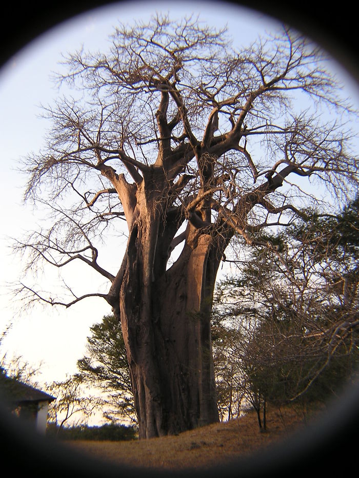Kifue Baobab Tree