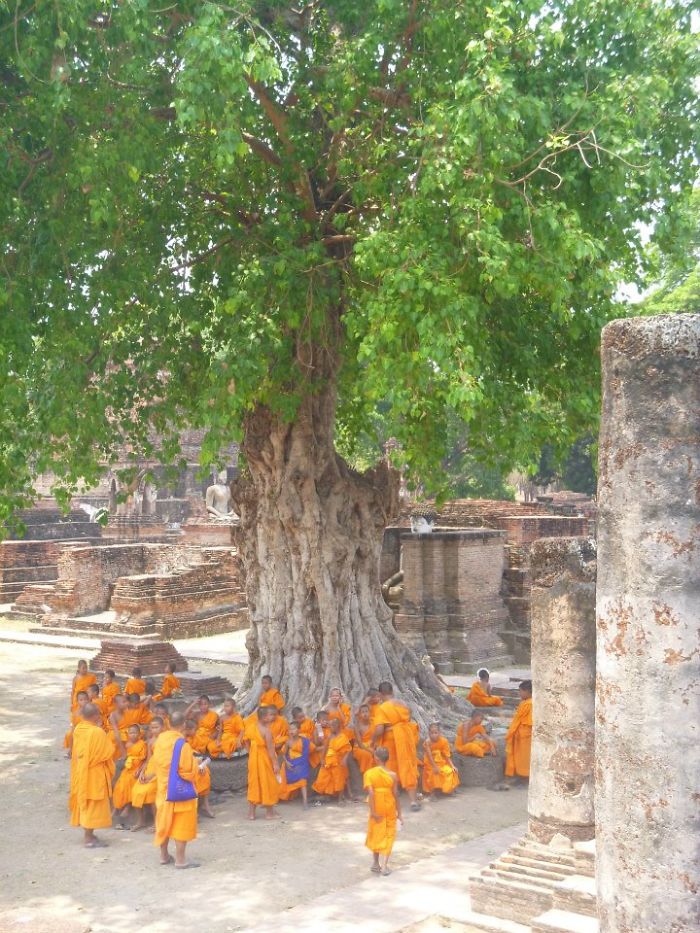 Sukhothai Tree