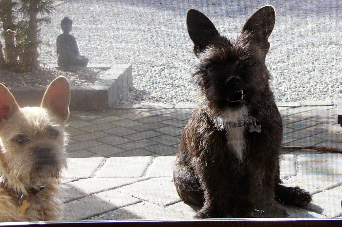 Cairn Terrier And French Bulldog, Cute Og Clever Dog's.