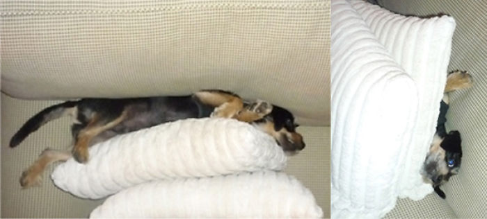 Maybe Sleeping On Top Of The Pillows Wasn't Such A Good Idea.