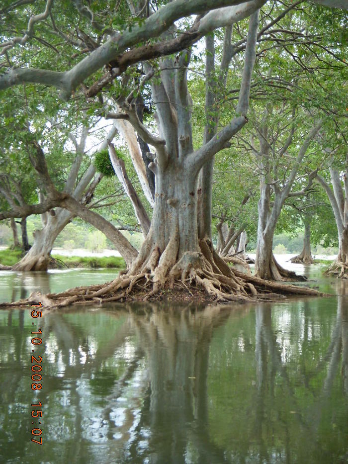 Trees Growing In The Middle Of River Cauvery At Muthathi, Karnataka, South India