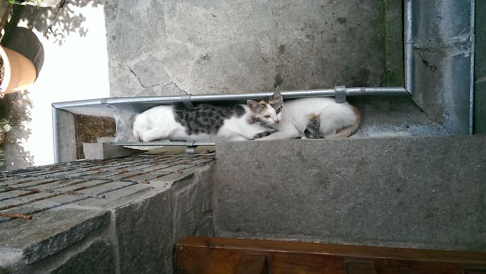 2 Cats In The Gutter....greece