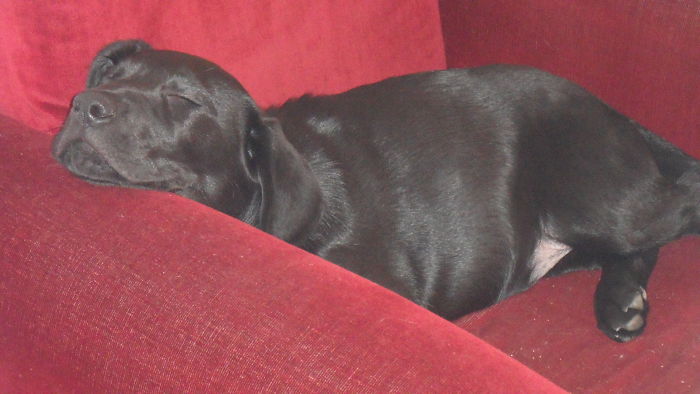 When I Did Fit In The Couch Black Lab Bongo