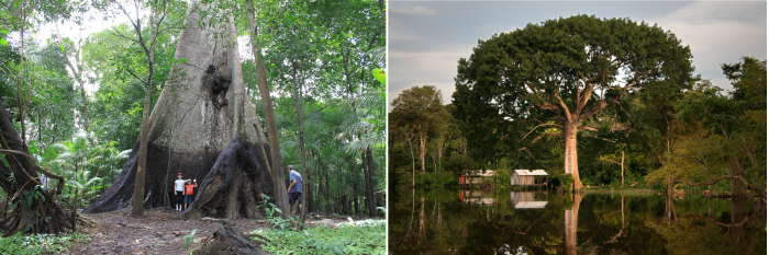 Sumauma - Considered The Queen Tree Of The Amazon