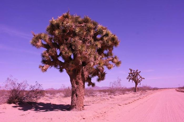 Joshua Trees, Endemic To The Mojave Desert. These Are Growing Near Fort Irwin Ntc, California.