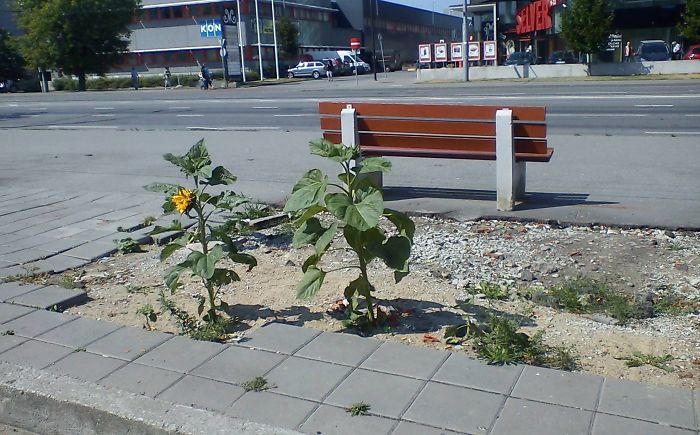 Guerrilla Gardening In Tallinn, Estonia. August, 2013.
