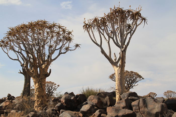 Quiver Trees - Namibia (photo By Missy Didonato)