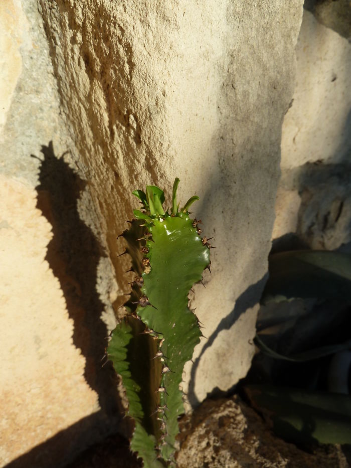 No Soil Required, Growing Out Of The Crack Of A Stone