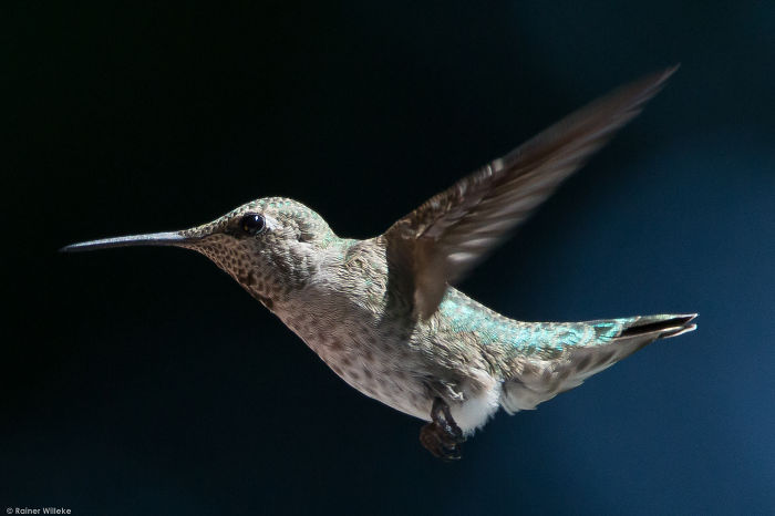 Anna's Hummingbird, Victoria Bc Canada July 2014