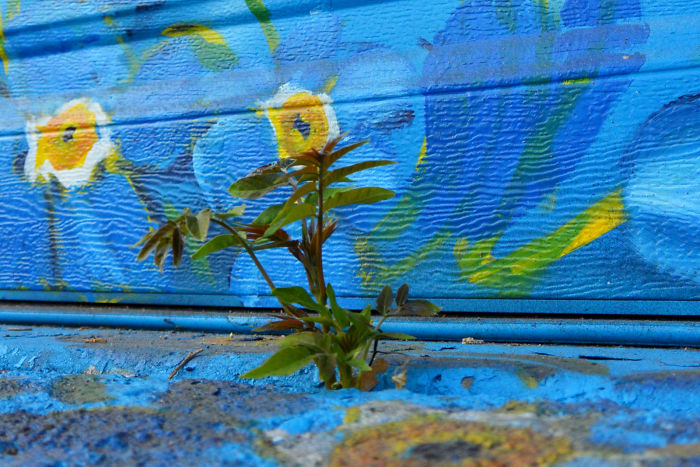 Graffiti - Plant - Win Against Concrete